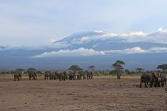 05-Elephants, at sunset on the way to the foot of the Kilimanjaro